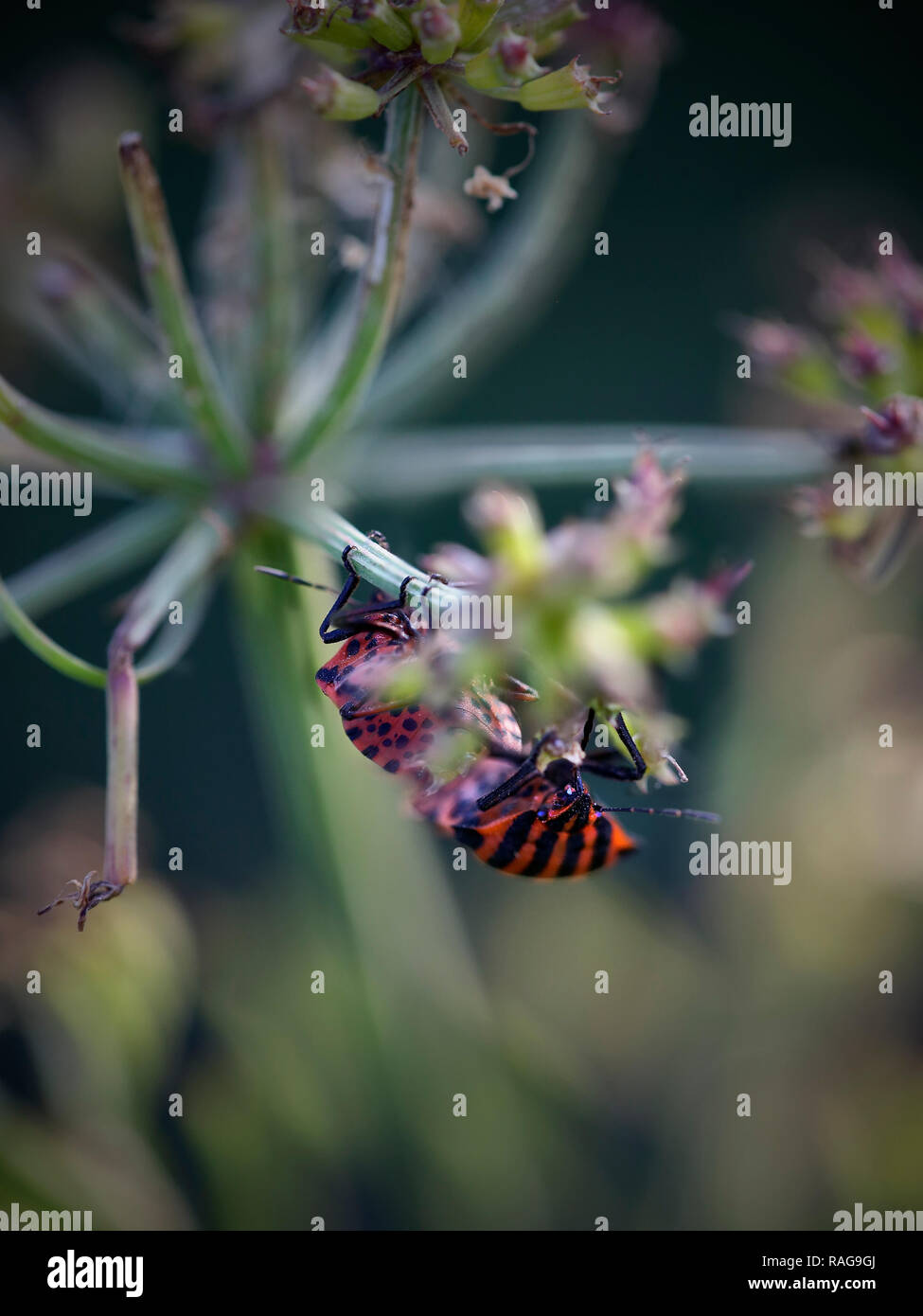 Red Bugs Paarung Makro. Nördlichen portugiesischen wiesen im Frühjahr. Flache Freiheitsgrad. Stockfoto