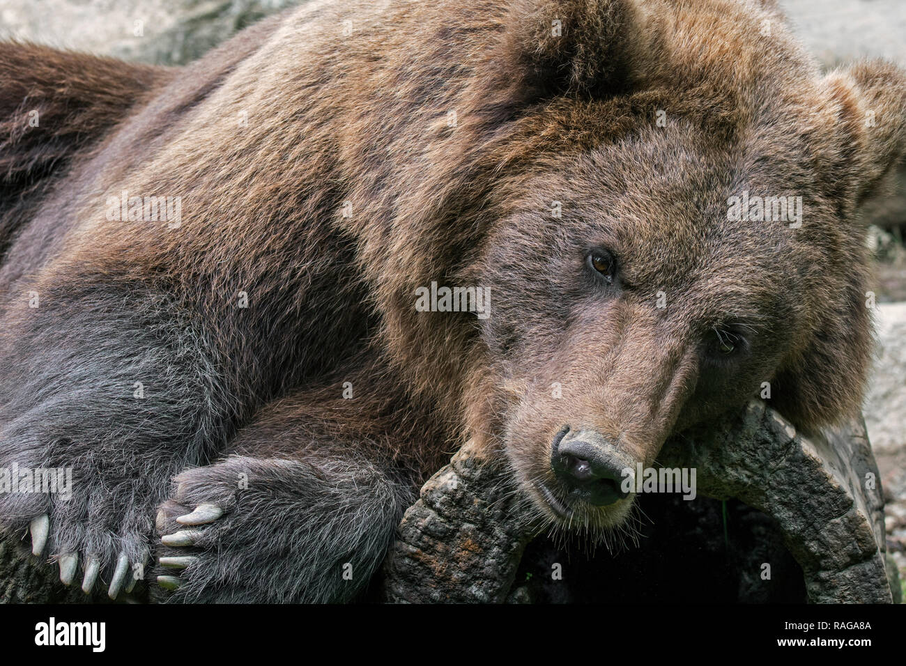 Nahaufnahme, Porträt der Europäische Braunbär (Ursus arctos arctos) ruht auf hohlen anmelden Stockfoto