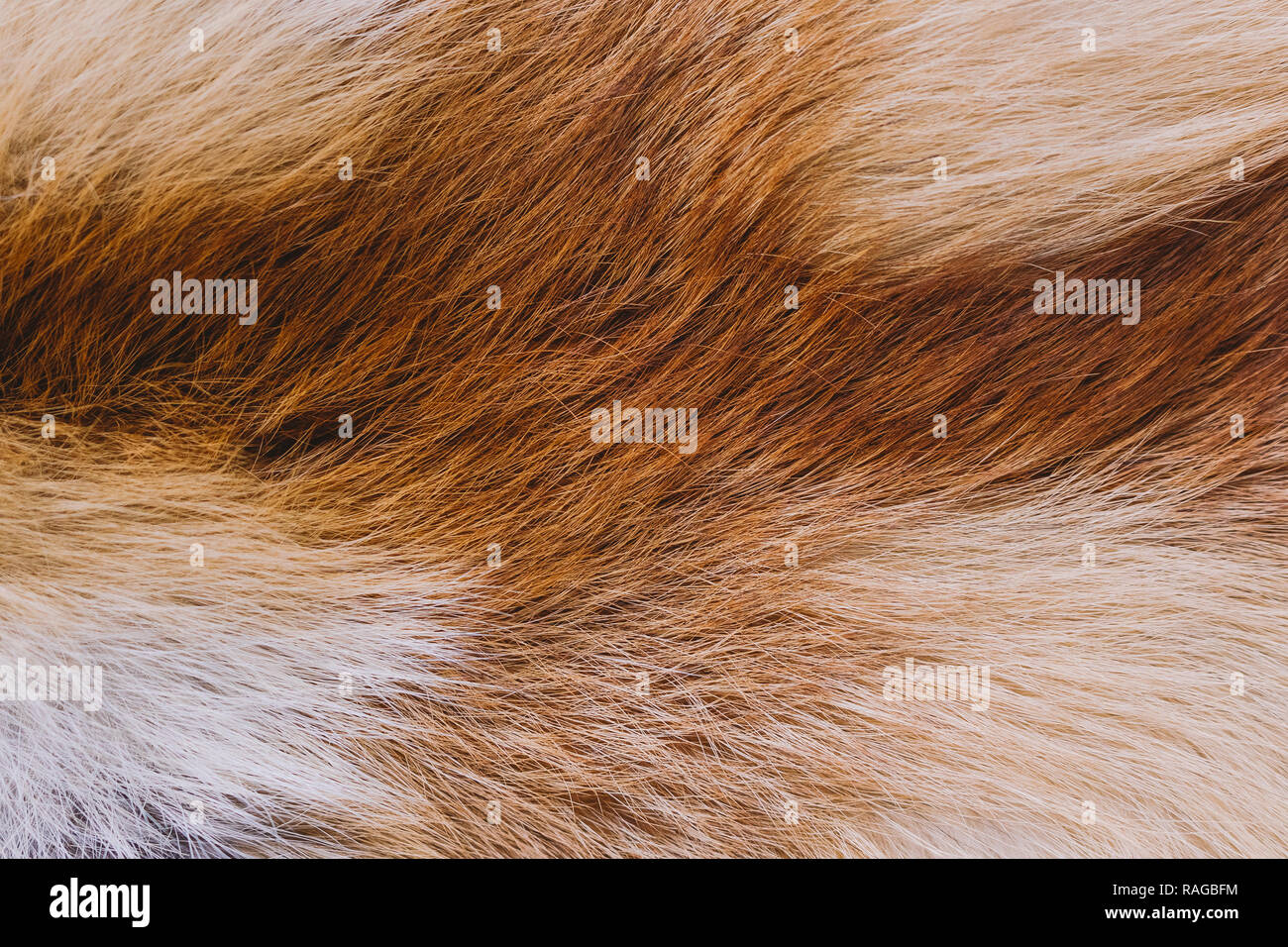 Nahaufnahme Blick von oben auf die weiche Textur von bunten echten Fuchs Fell. Natürliche furry Hintergrund. Horizontale Farbfotografie. Stockfoto