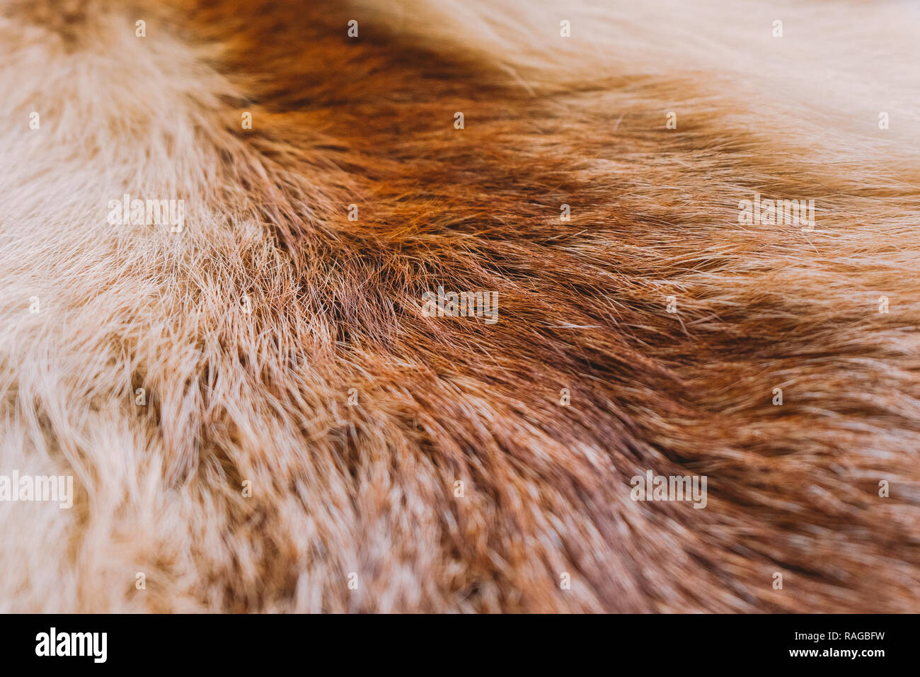 Close-up Top View weiche Textur von bunten echten Fuchs Fell. Natürliche furry Hintergrund. Horizontale Farbfotografie. Stockfoto