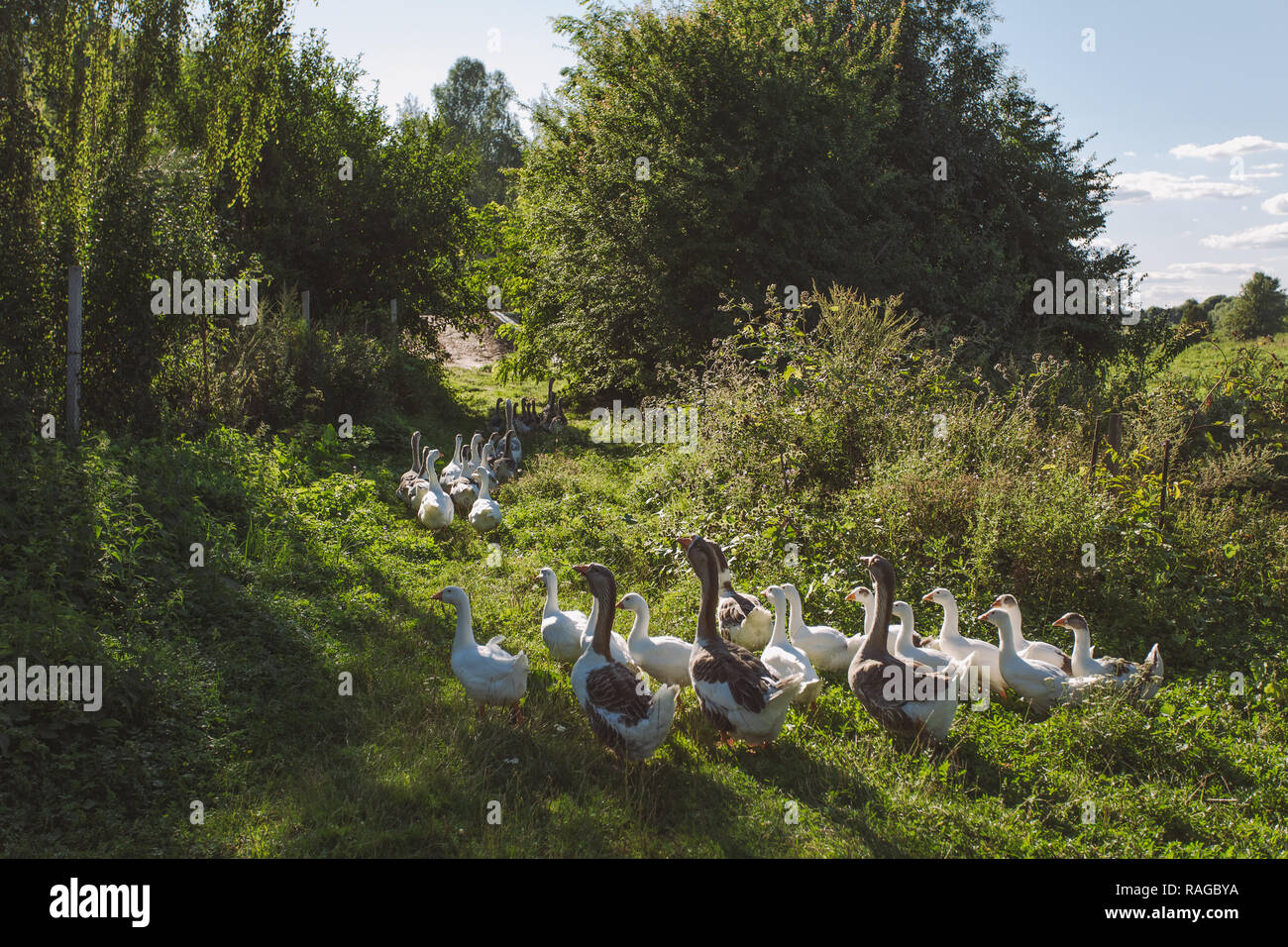 Gruppe von home Gänse zurück nach Hause kommen am Abend, nachdem man den ganzen Tag auf der Weide Weide in Feld oder Wiese. Ökologische Landwirtschaft Konzept. Horizontale Farbe Bild Stockfoto