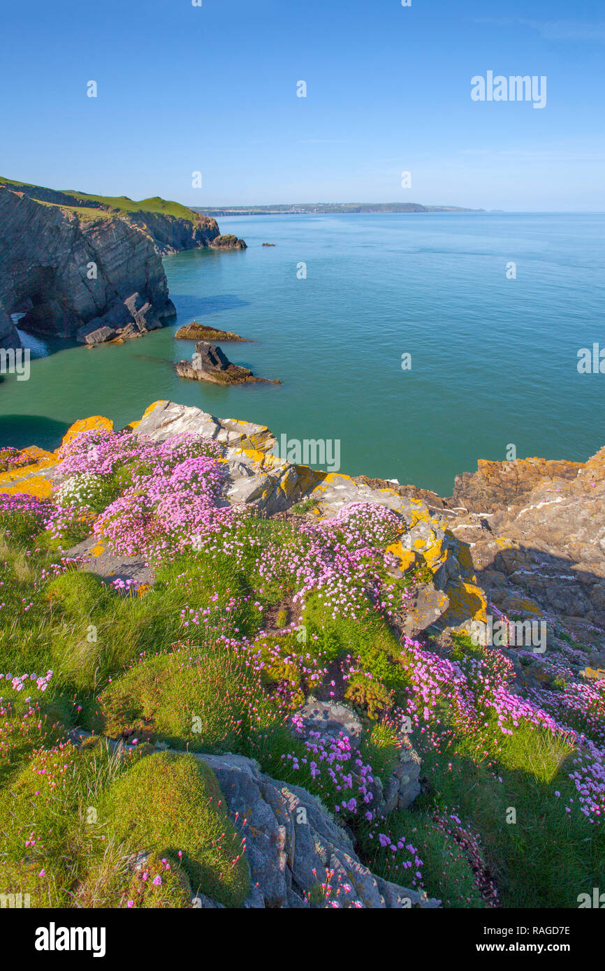 Blick nach Süden entlang der walisischen Küste von ynys Lochtyn, Ceredigion, West Wales in Richtung Llangrannog. Stockfoto