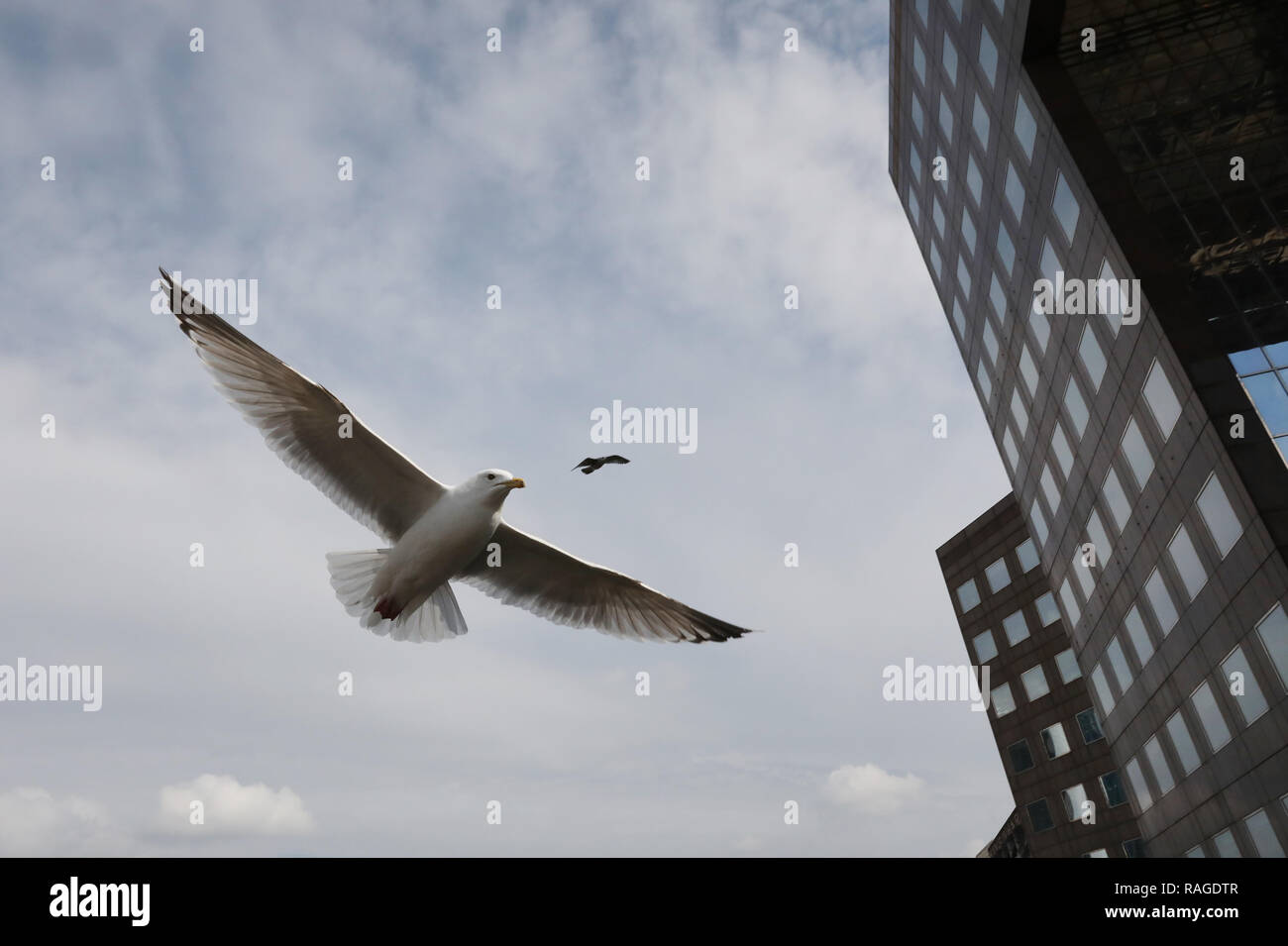 Weiße Möwe im Himmel Stockfoto