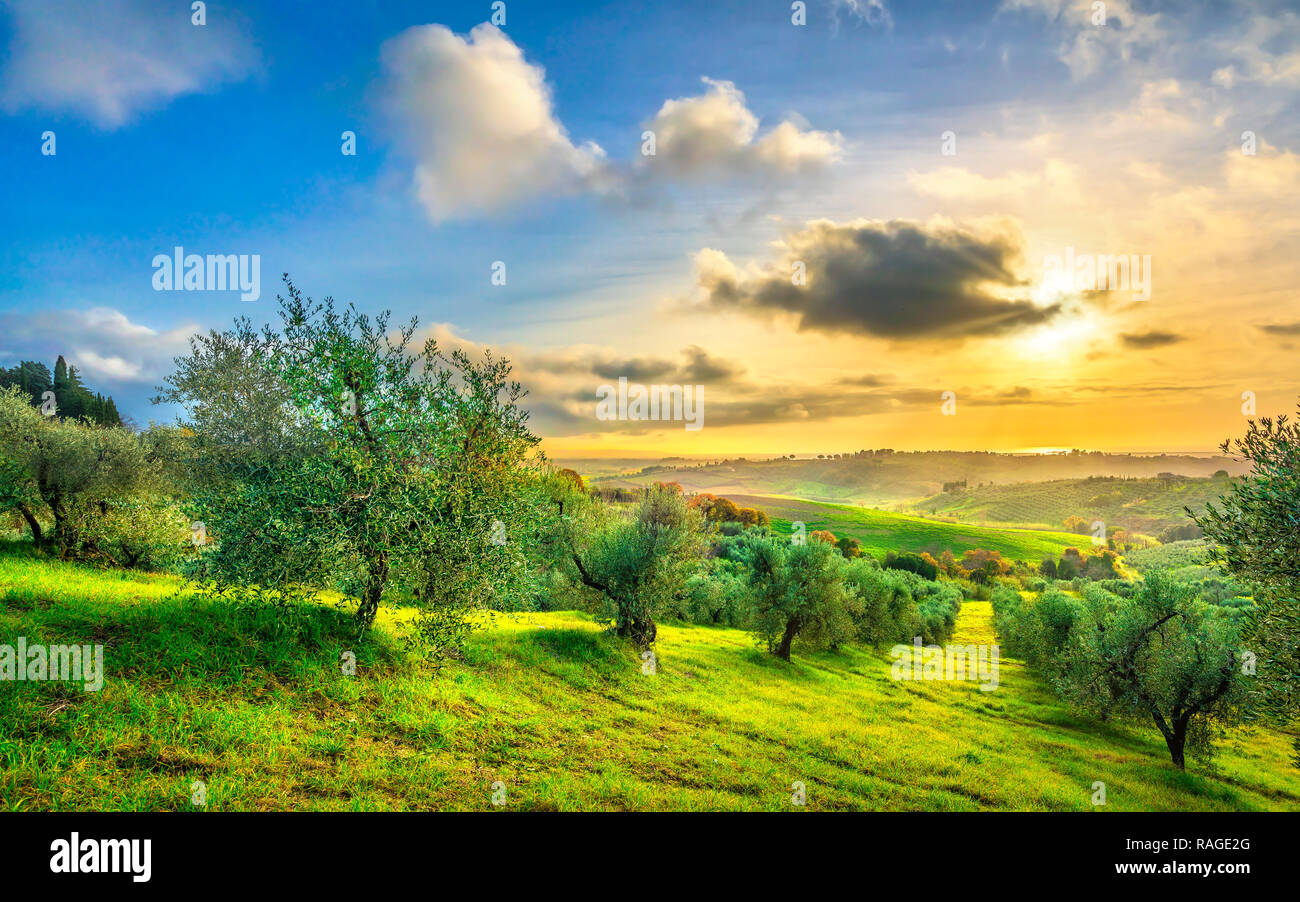 Maremma auf dem Land Panoramaaussicht, Olivenhaine, sanfte Hügel und grüne Felder auf den Sonnenuntergang. Meer am Horizont. Casale Marittimo, Pisa, Toskana Italien E Stockfoto