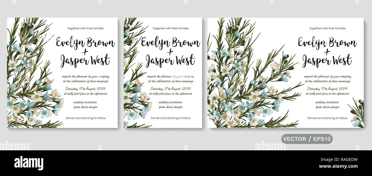 Hochzeit einladen Einladung Karte vektor Blumen Grün design: chamaelaucium (waldrebe) blaue und weiße Blumen Muster. Postkarte, Poster label. W Stock Vektor