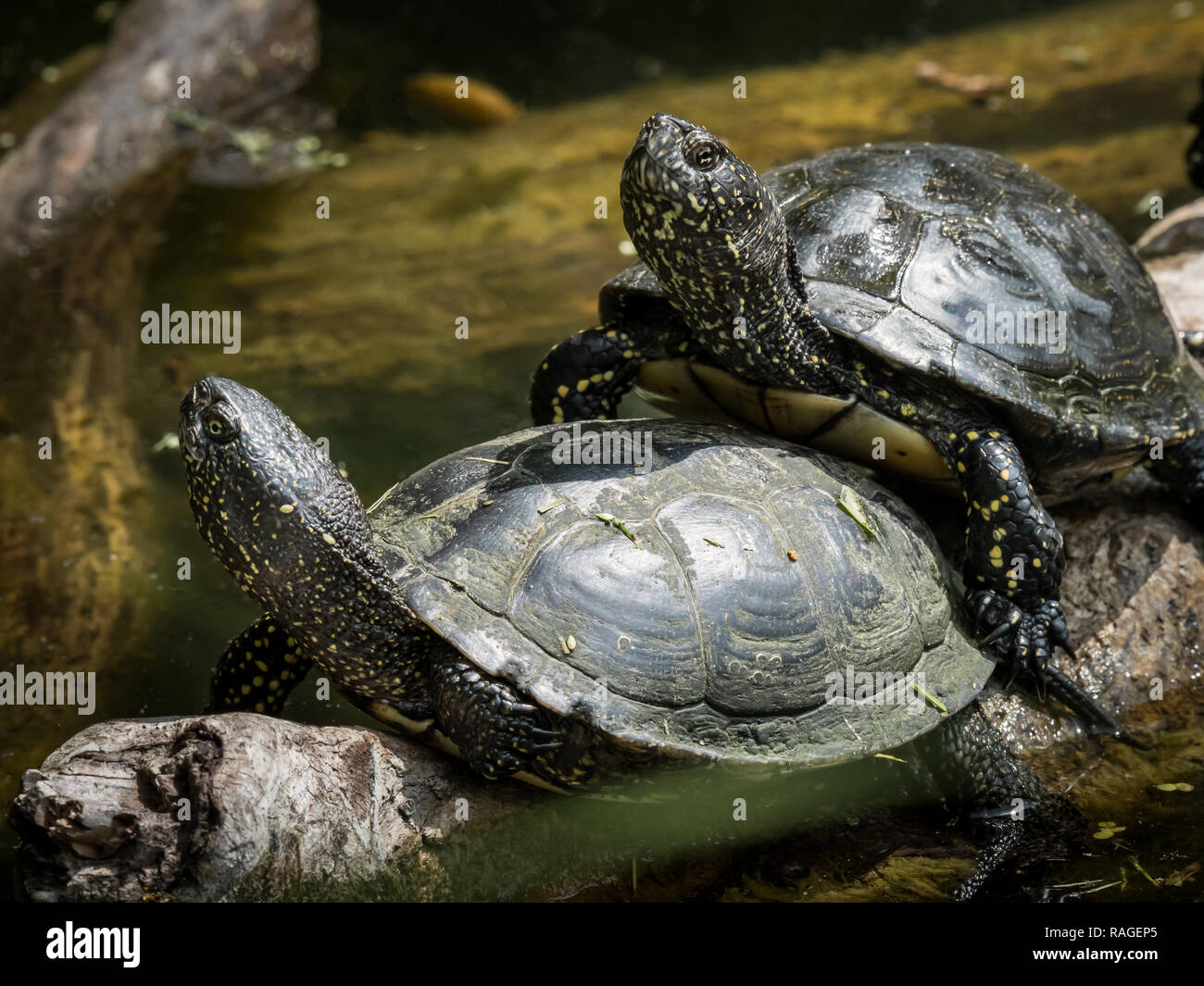 Wasserschildkroten auf einem ast Stockfotos und bilder Kaufen Alamy
