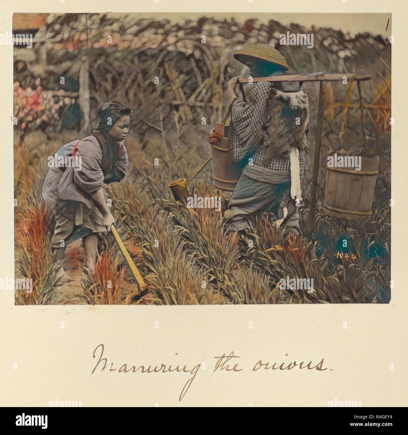 Düngen Sie die Zwiebeln, Shinichi Suzuki (Japan, 1835 - 1919), Japan, über 1873-1883, von Hand gefärbt Eiweiß silber Neuerfundene Stockfoto