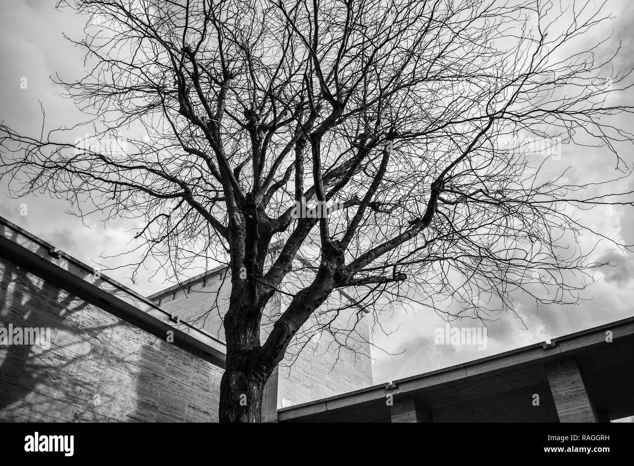 Schwarze und weiße toter Baum, Zusammensetzung zwischen Architektur Natur und Tod Stockfoto
