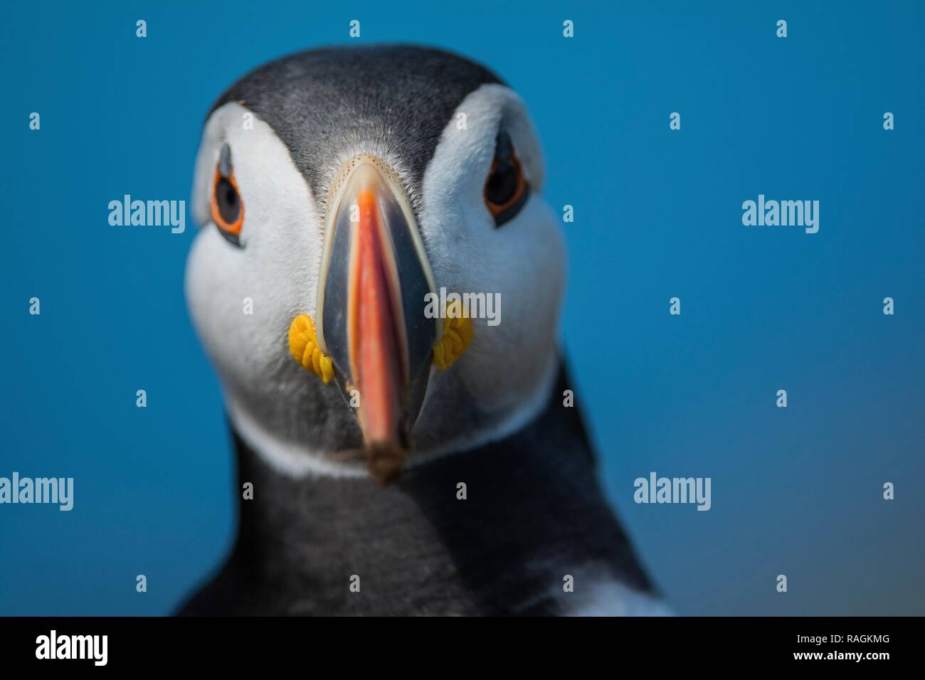Nahaufnahme eines Papageitaucher Stockfoto