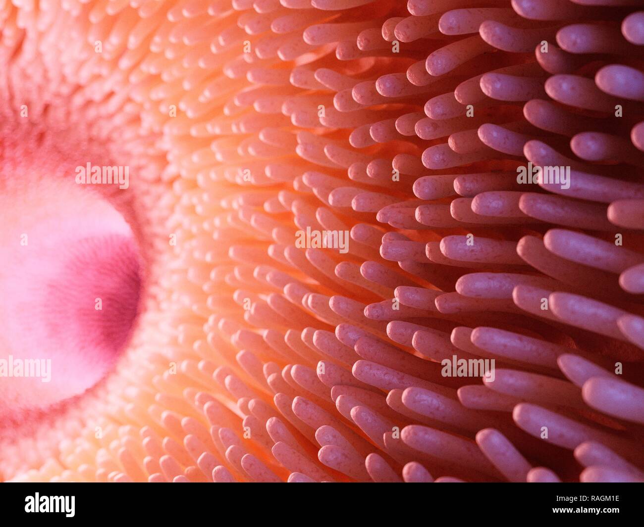 Abbildung der Darmzotten Stockfotografie Alamy