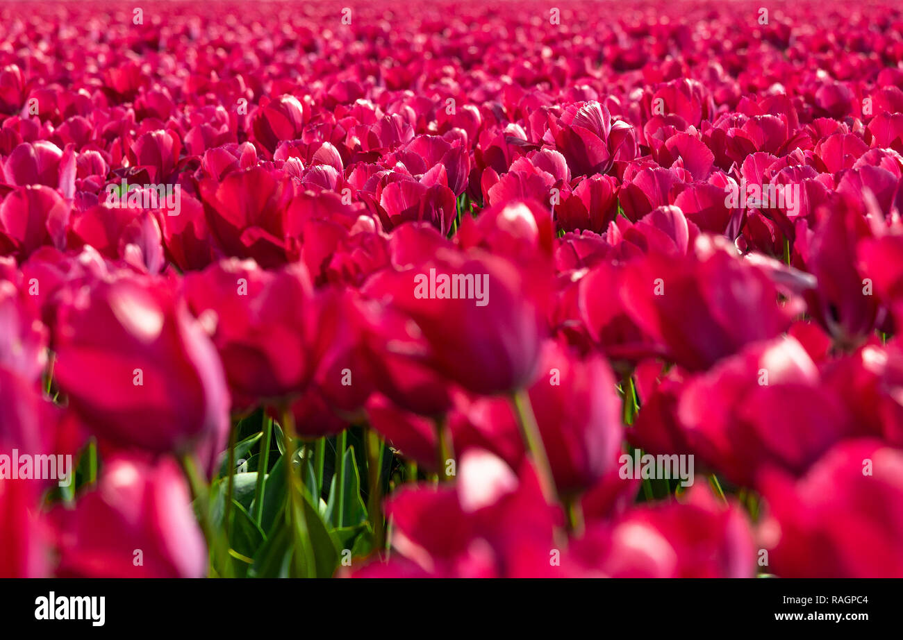 Ein Feld von dunkel rosa Tulpen blühen im April 2018 in Südholland, Niederlande Stockfoto