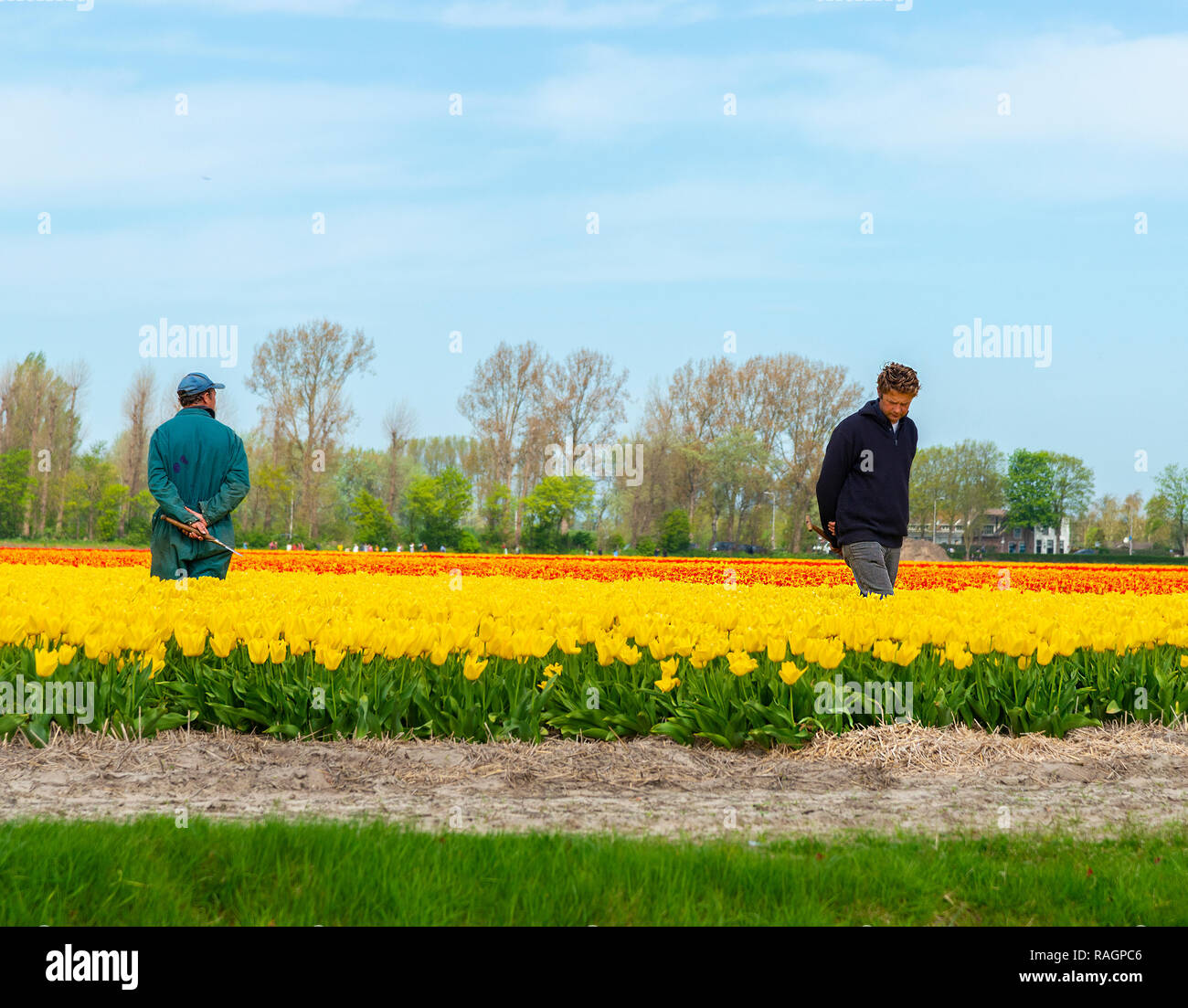 Zwei Männer in einem Feld von Tulpen vom Keukenhof Gärten auf der Suche nach kranken oder armen Tulpen, die aus dem Bereich ausgegraben und vernichtet werden, Holland Stockfoto