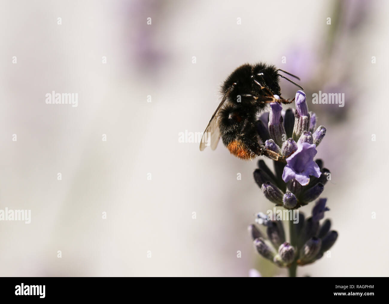 Hummel auf Lavendel Stockfoto