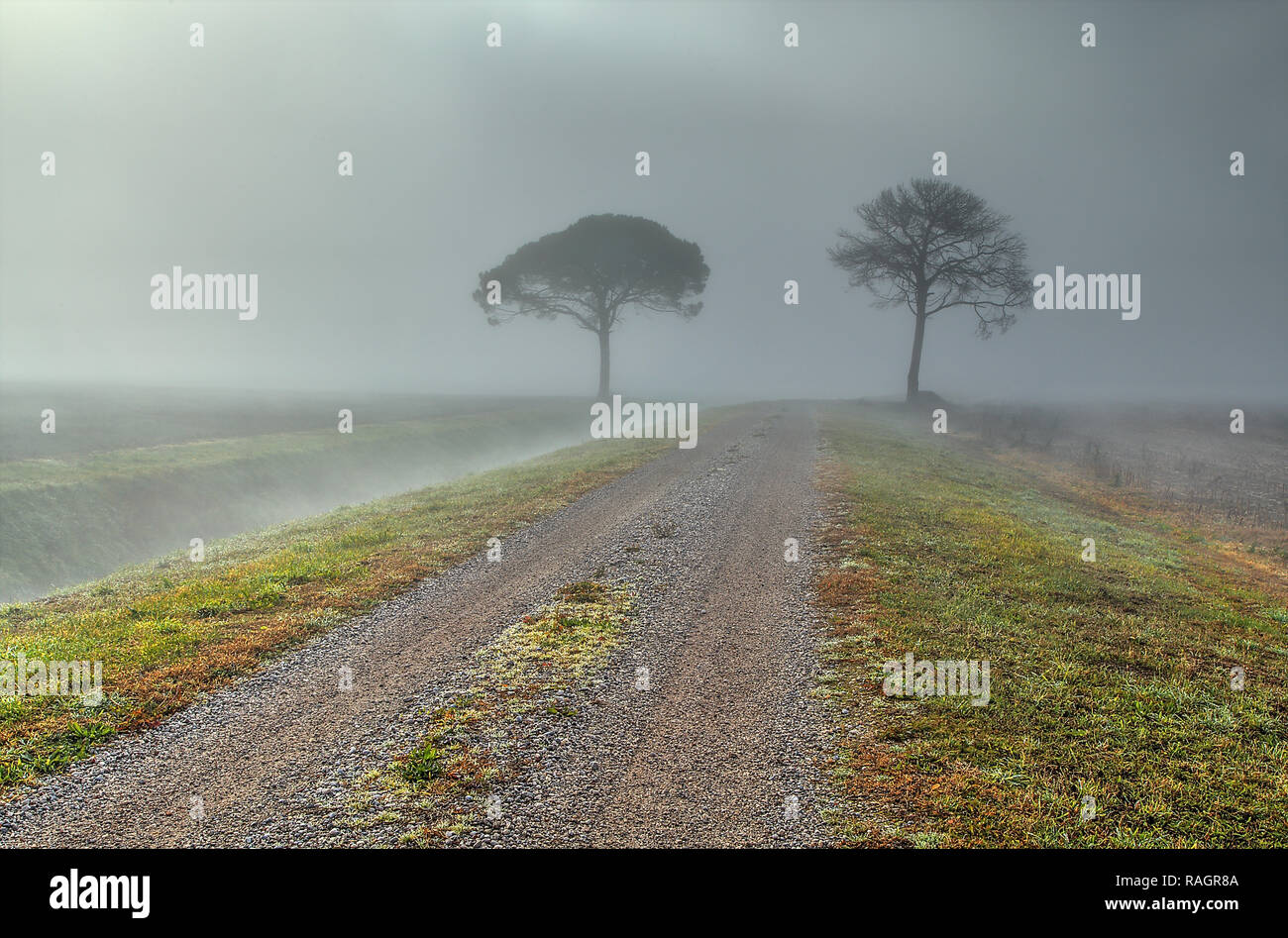 Ländliche Straße mit verkehrsschild im dichten Nebel, Grado - Italien Stockfoto