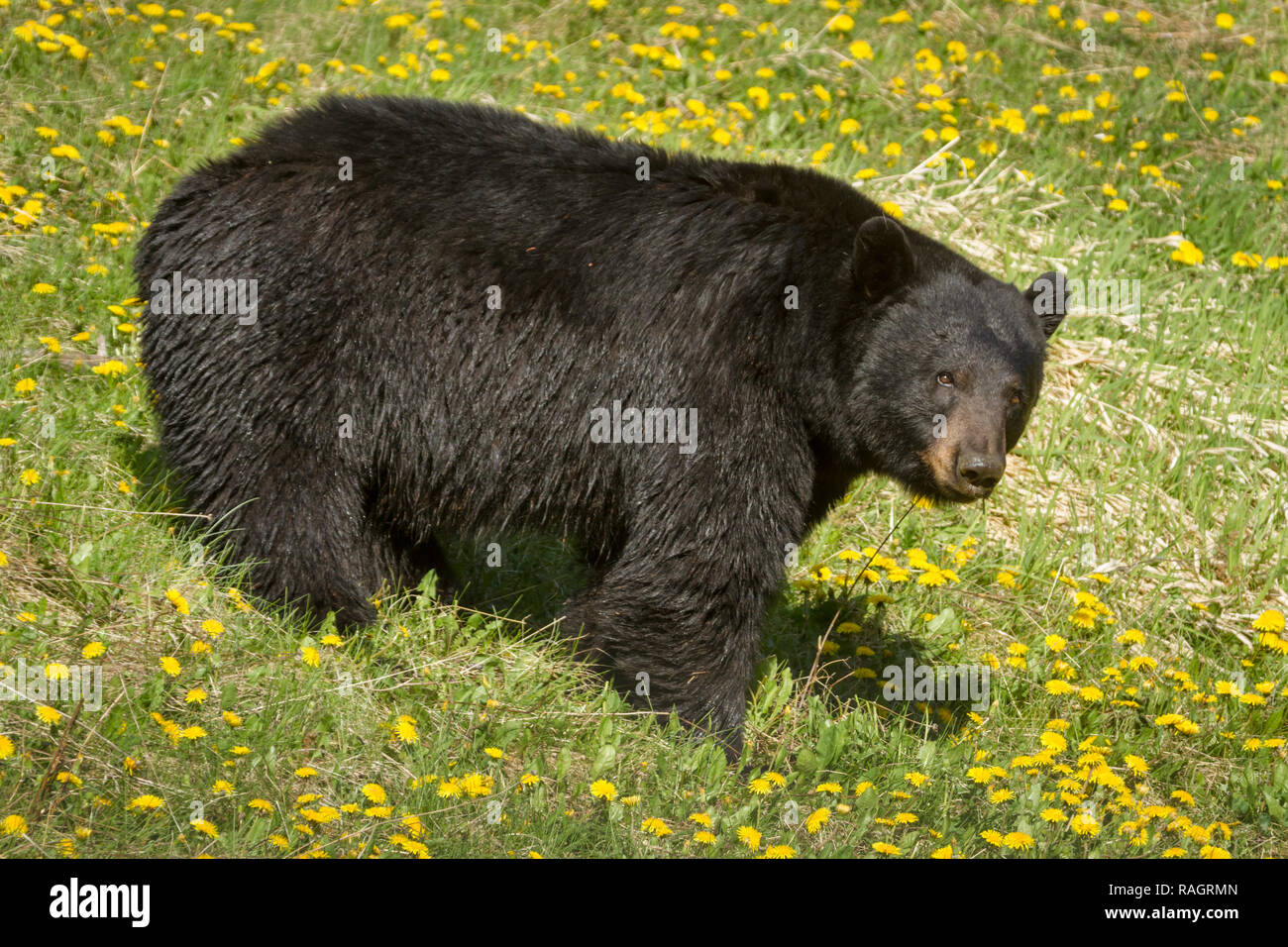 Big Black Bear genießt eine Löwenzahn fest, wie es Feeds in Banff National Park, Alberta, Kanada: Wildlife, Tiere, Bären. Stockfoto