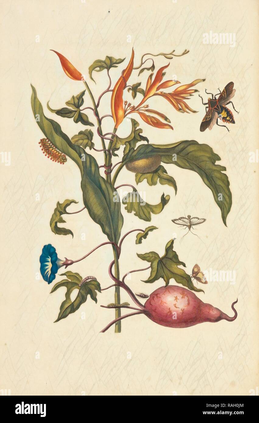 Parrot Blume (Heliconia Psittacorum) und Blättern der Süßkartoffel (Ipomoea batatus) mit Mitglied des mesquite Neuerfundene Stockfoto