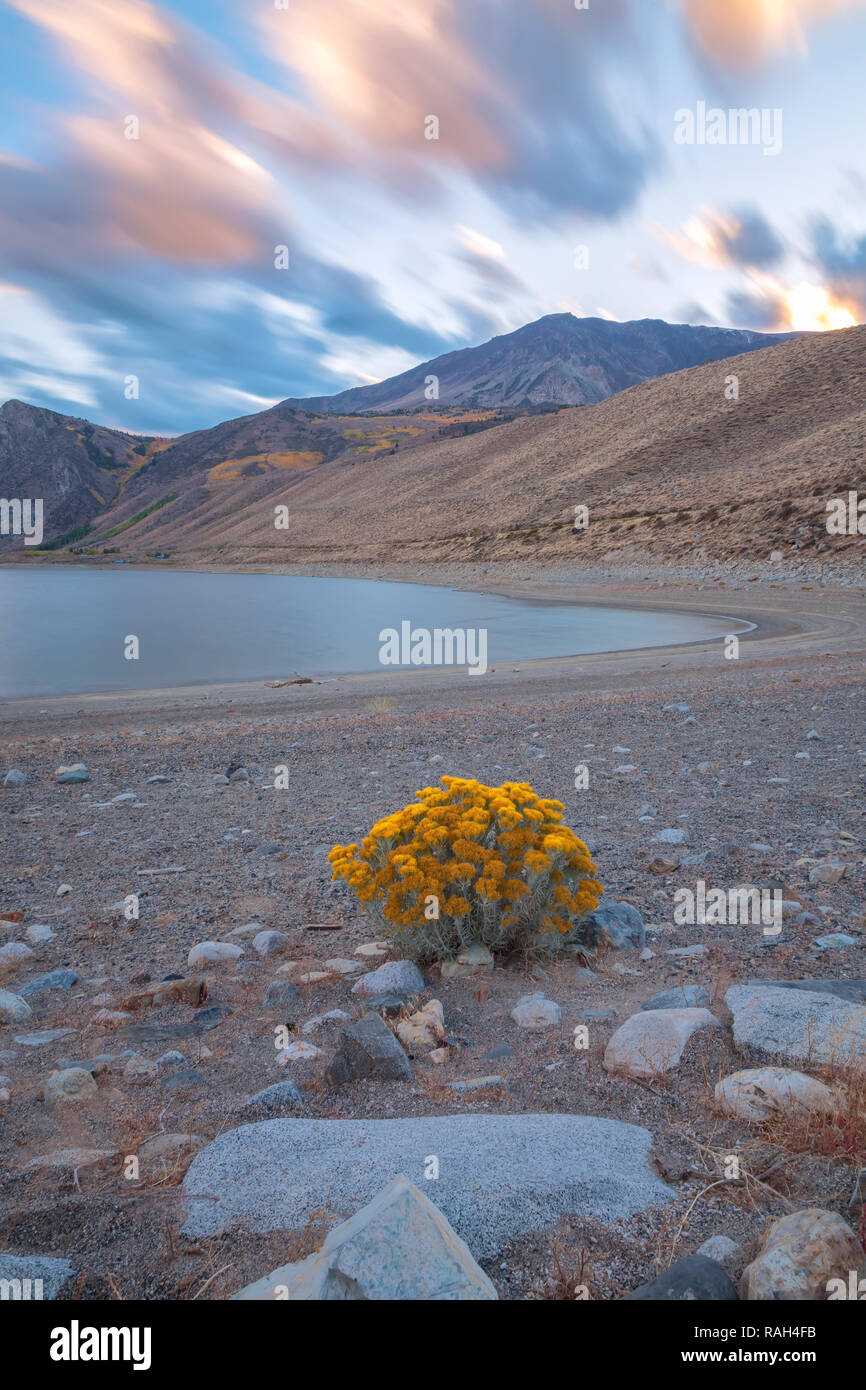 Eine einzelne Gummi rabbitbrush Bush (Ericameria nauseosa) Blüte im frühen Herbst entlang der Grant Lake Shore im Juni Lake, Kalifornien, USA Stockfoto