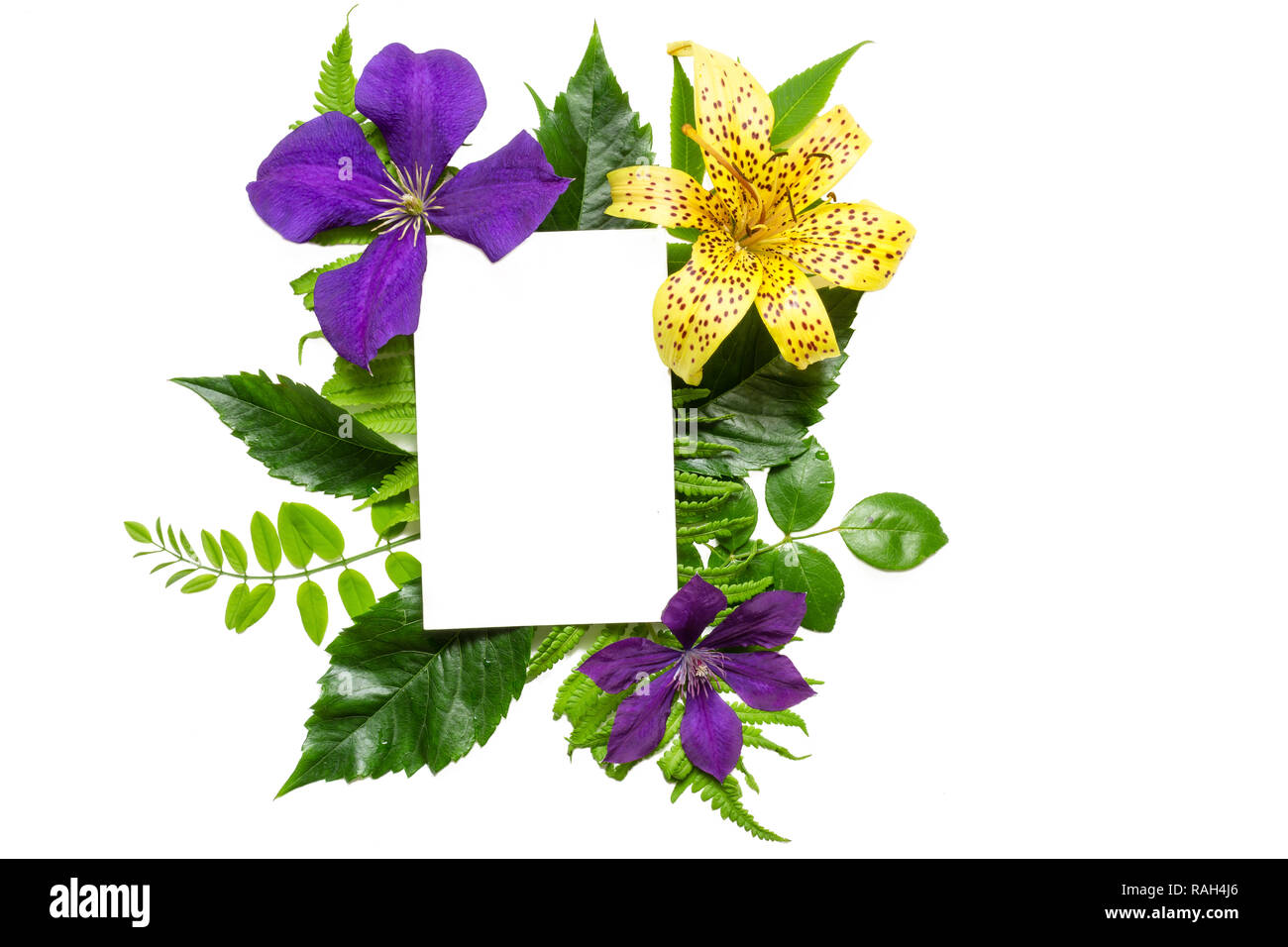 Kreatives Layout mit violetten und gelben Blüten, Blätter und weisse Grußkarte auf weißem Hintergrund. Natur Konzept. Flach. Mock up. Stockfoto