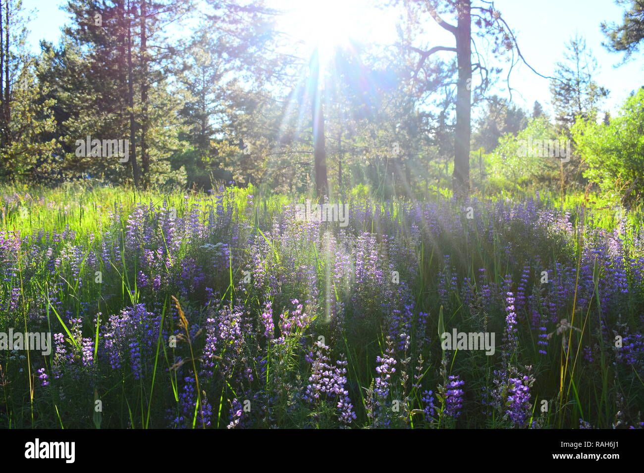 Sommer Sonne - Central Oregon Stockfoto