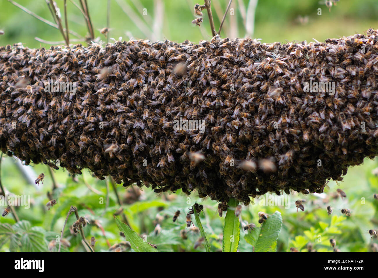Bienenschwarm Erstellen einer neuen Kolonie, Großbritannien Stockfoto