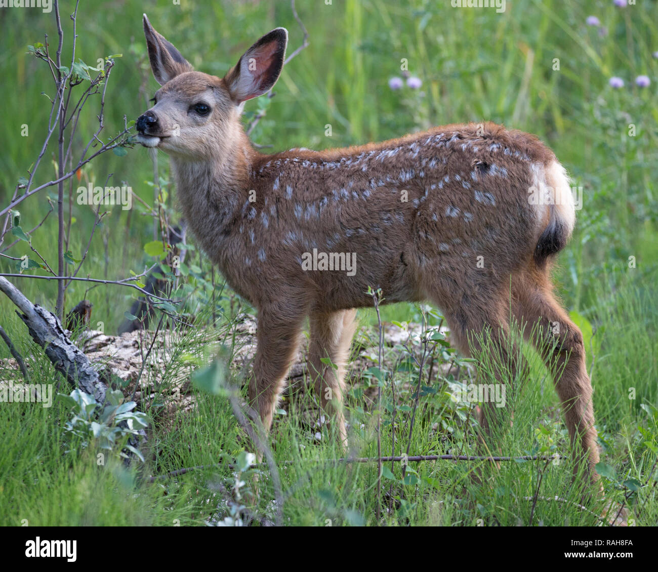 Mule Deer Fawn (Odocoileus hemionus) beim Browsen auf Saskatoonberry-Strauch (Amelanchier alnifolia) Stockfoto