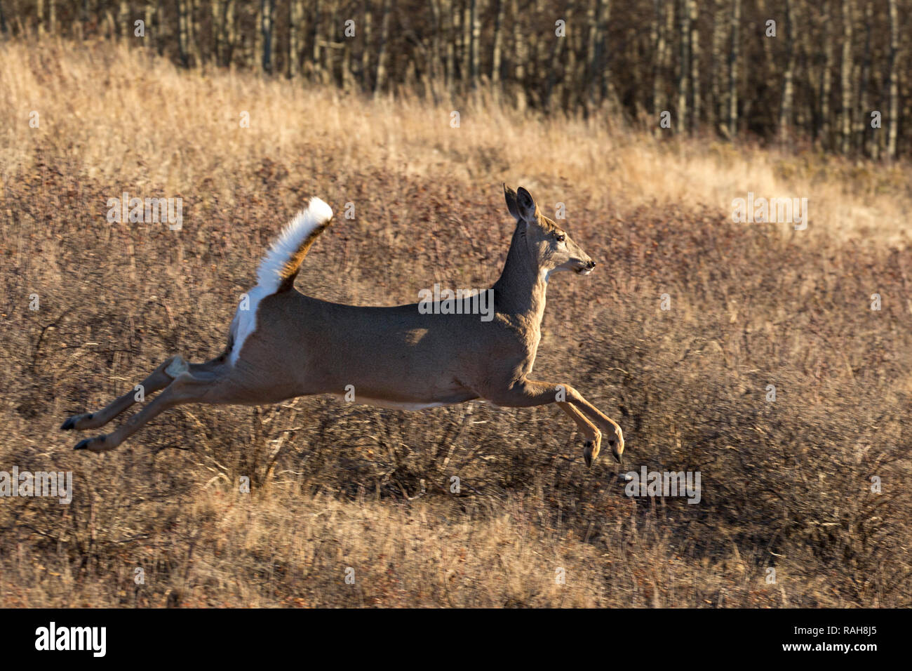 Weißschwanzhirse, die ihren Schwanz markiert (Odocoileus virginianus) Stockfoto