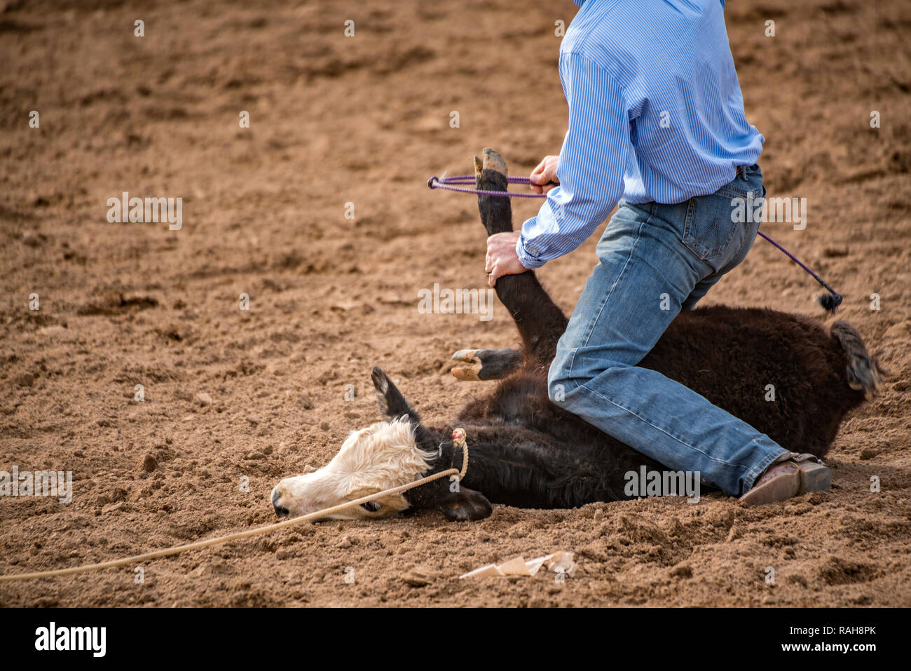 Rodeo Kalb Festzurren, cowboy Stockfoto