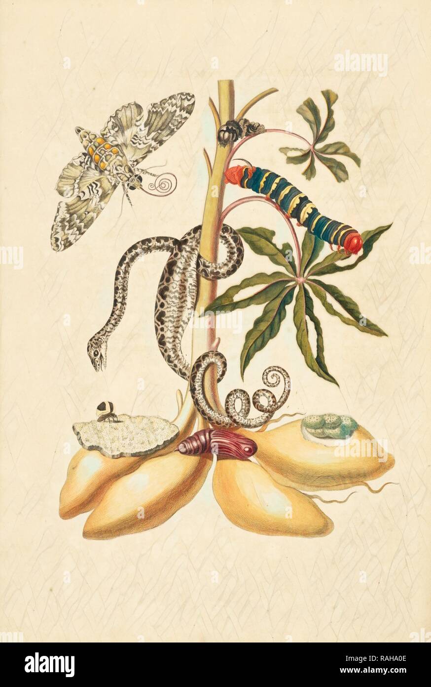 Zweig der Maniok (Manihot esculenta) mit rustikalen Sphinx (Manduca rustica), Larve und Puppe von tetrio Sphinx (Neuerfundene Stockfoto