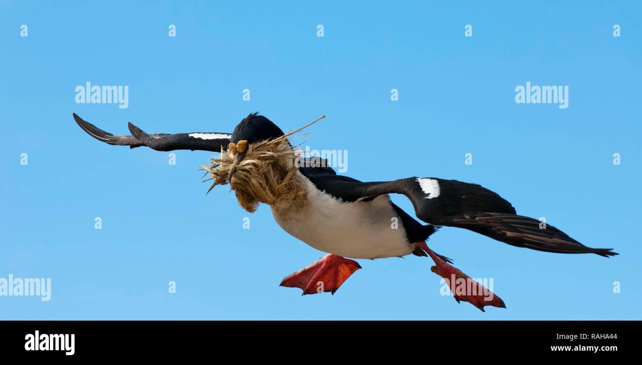 Imperial Shag, ehemals Blauäugigen oder König Kormoran (Phalacrocorax atriceps) fliegen mit Nistmaterial, neue Insel Stockfoto