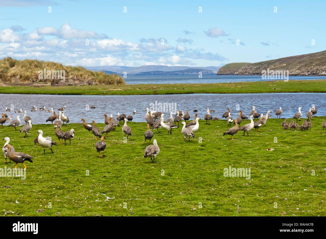 Die berggebiete oder Magellan Gänse (Chloephaga picta), New Island, Falkland Inseln, Südamerika Stockfoto