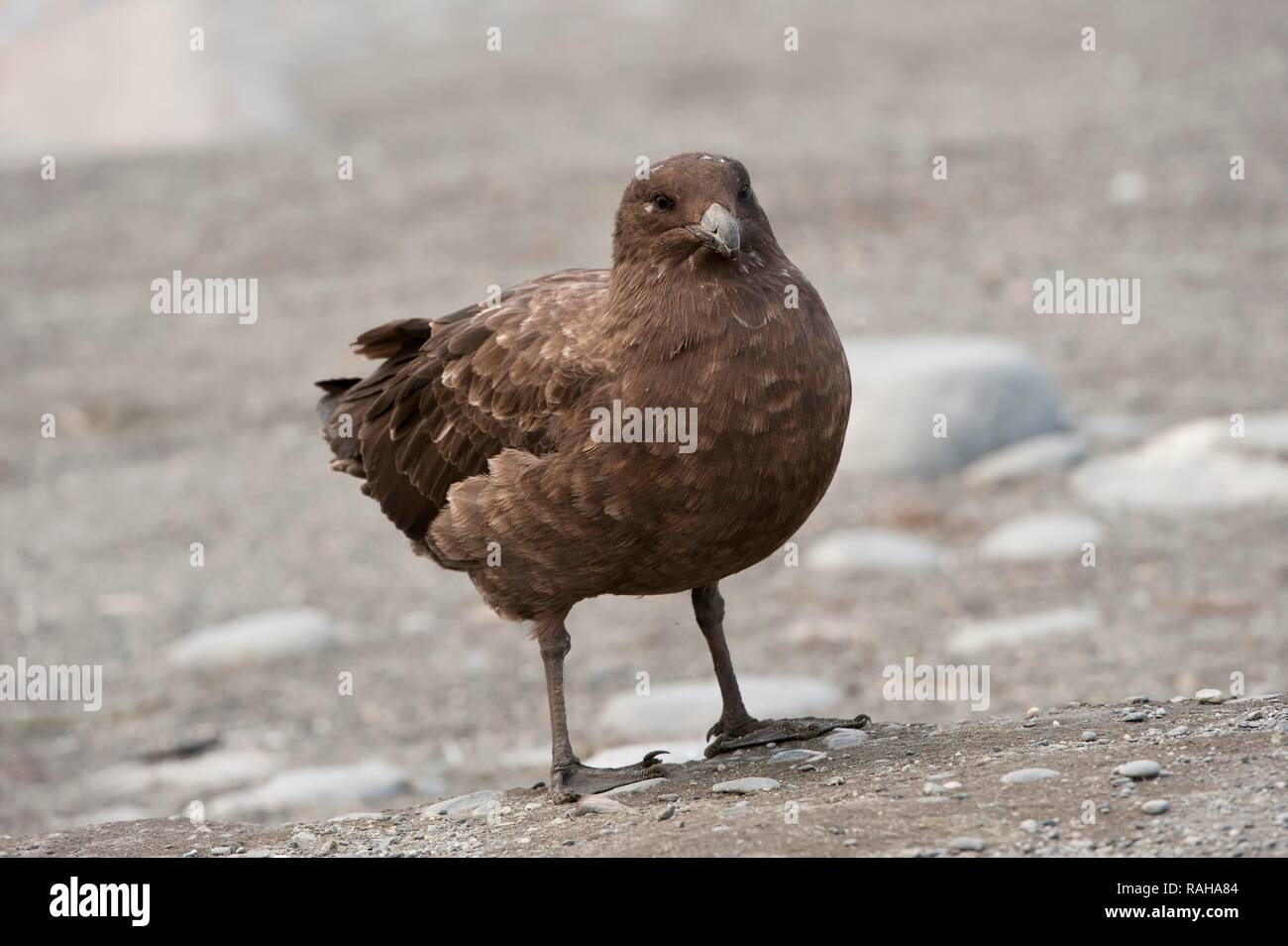 Braune Skua (Eulen antarcticus), St Andrews Bay, South Georgia Island Stockfoto