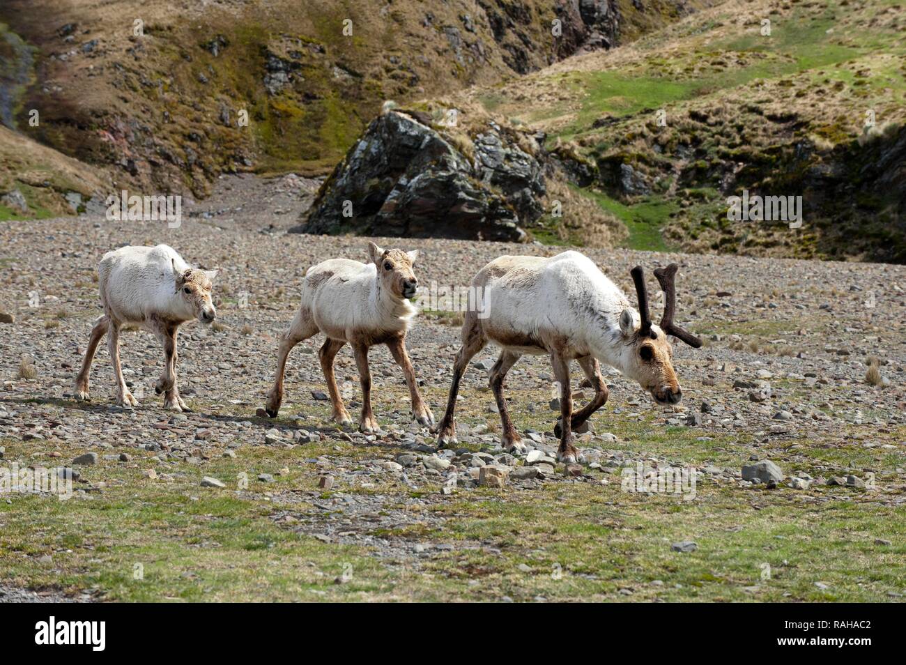 Rentiere (Rangifer tarandus) wandern, eingeführten Arten, Fortuna Bay, South Georgia Island Stockfoto