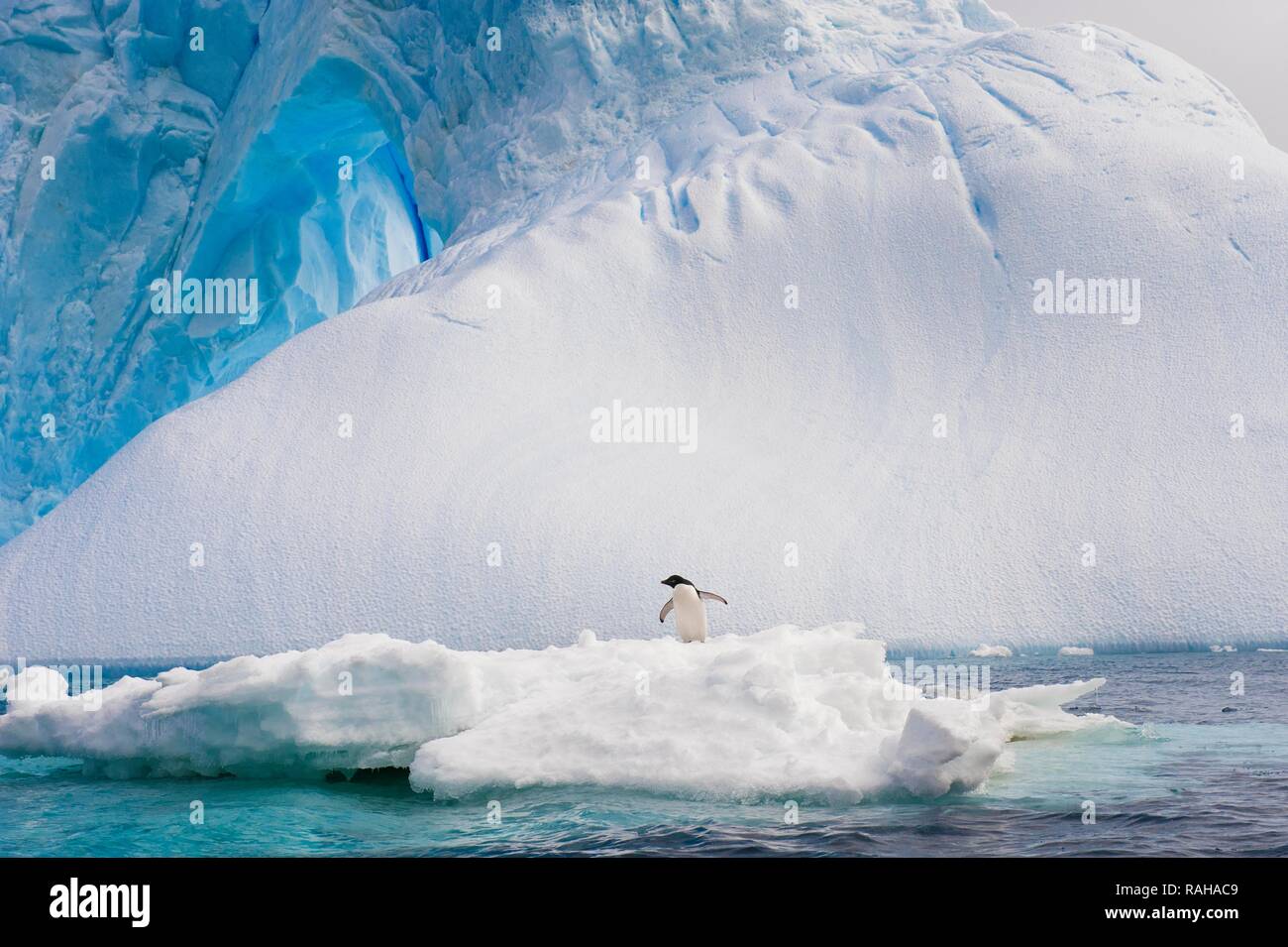 Adelie penguin (Pygoscelis adeliae) stehend auf einem Eisberg, Antarktis, Sound, Antarktische Halbinsel Stockfoto