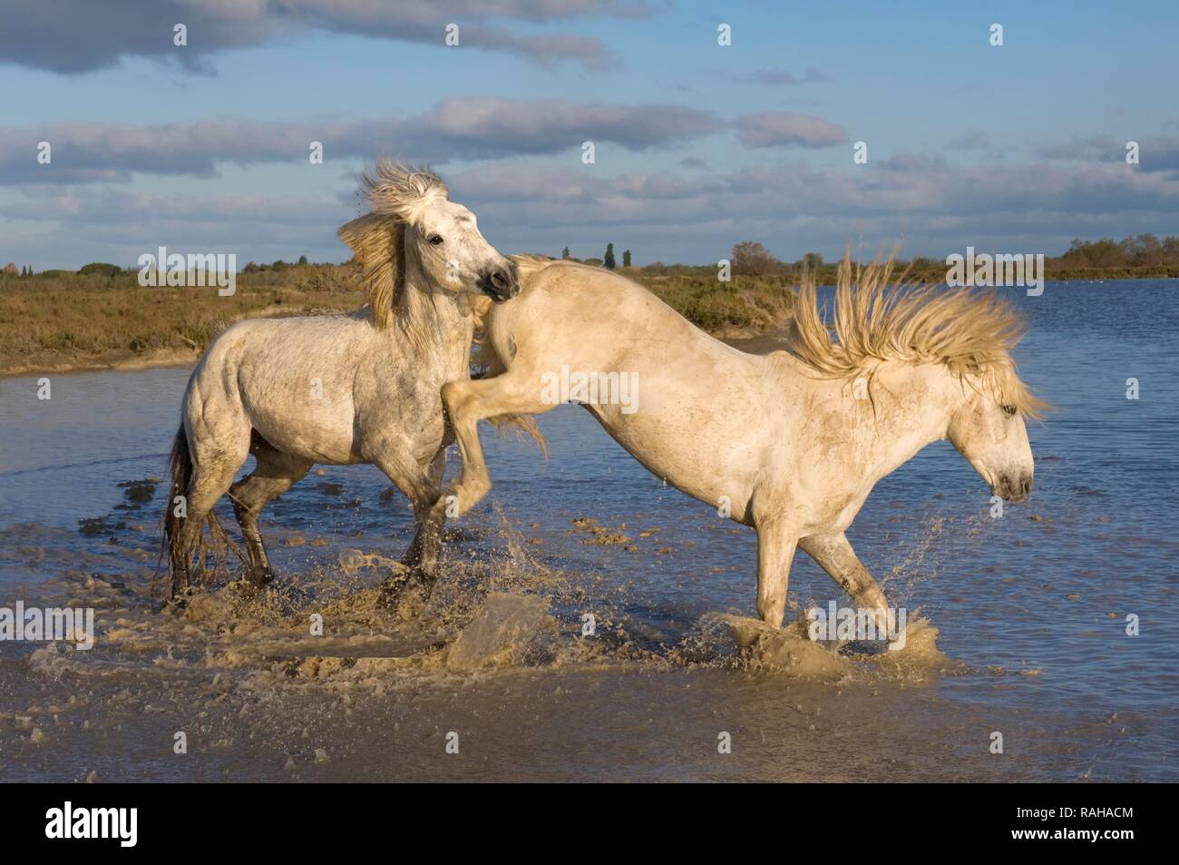 Camargue Pferde, Hengste im Wasser kämpfen, Bouches du Rhône, Frankreich, Europa Stockfoto