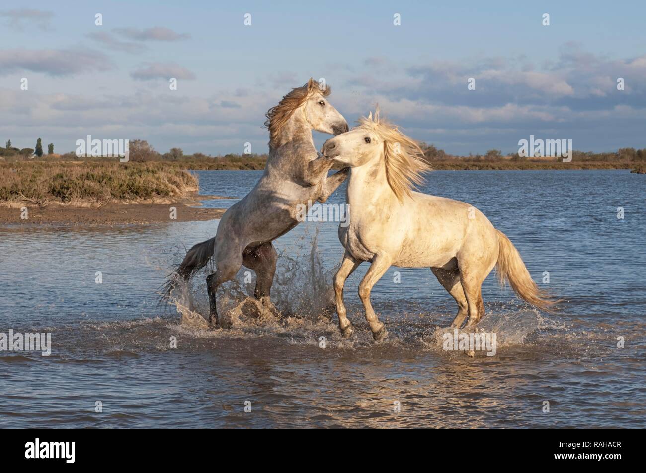 Camargue Pferde, Hengste im Wasser kämpfen, Bouches du Rhône, Frankreich, Europa Stockfoto
