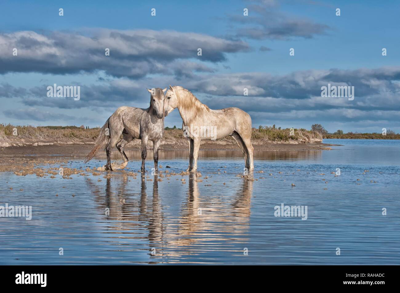 Camargue Pferde, Hengste im Wasser kämpfen, Bouches du Rhône, Frankreich, Europa Stockfoto