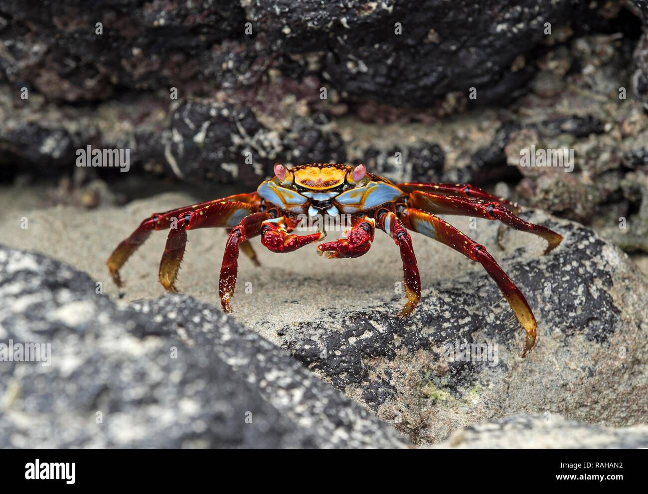 Red Rock Crab (Grapsus grapsus) auf Rock, Isabela Island, Galapagos, Ecuador Stockfoto
