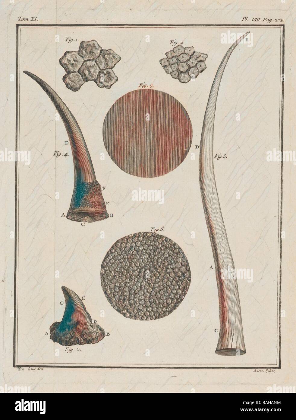 Tom. Xi. Pl. VIII, Histoire Naturelle générale et particulière: Avec la Beschreibung du Cabinet de Roi, Buffon neuerfundene Stockfoto
