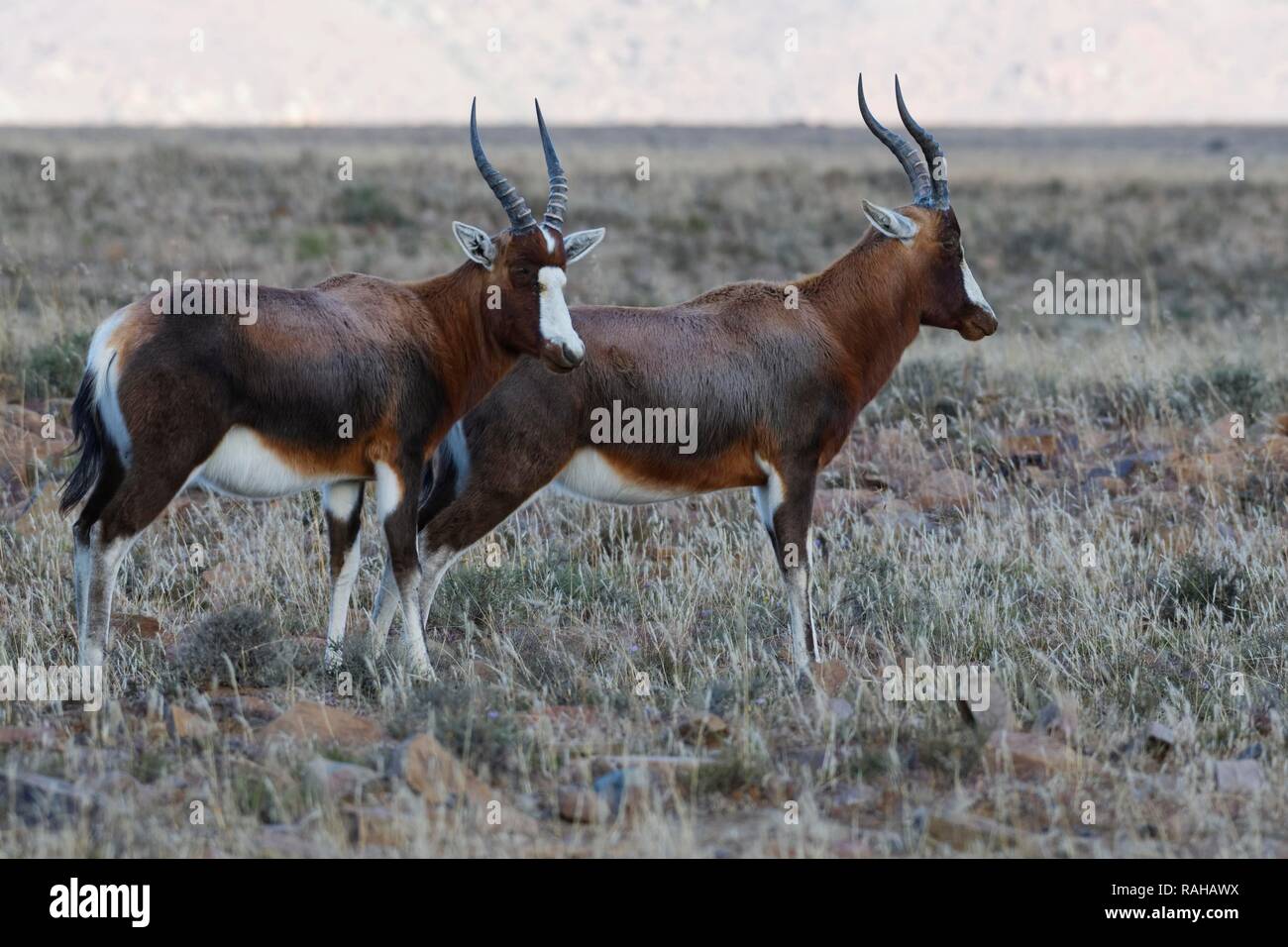 Blesboks (Damaliscus pygargus phillipsi), zwei Erwachsene, die in offenem Grasland, Alert, Mountain Zebra National Park Stockfoto