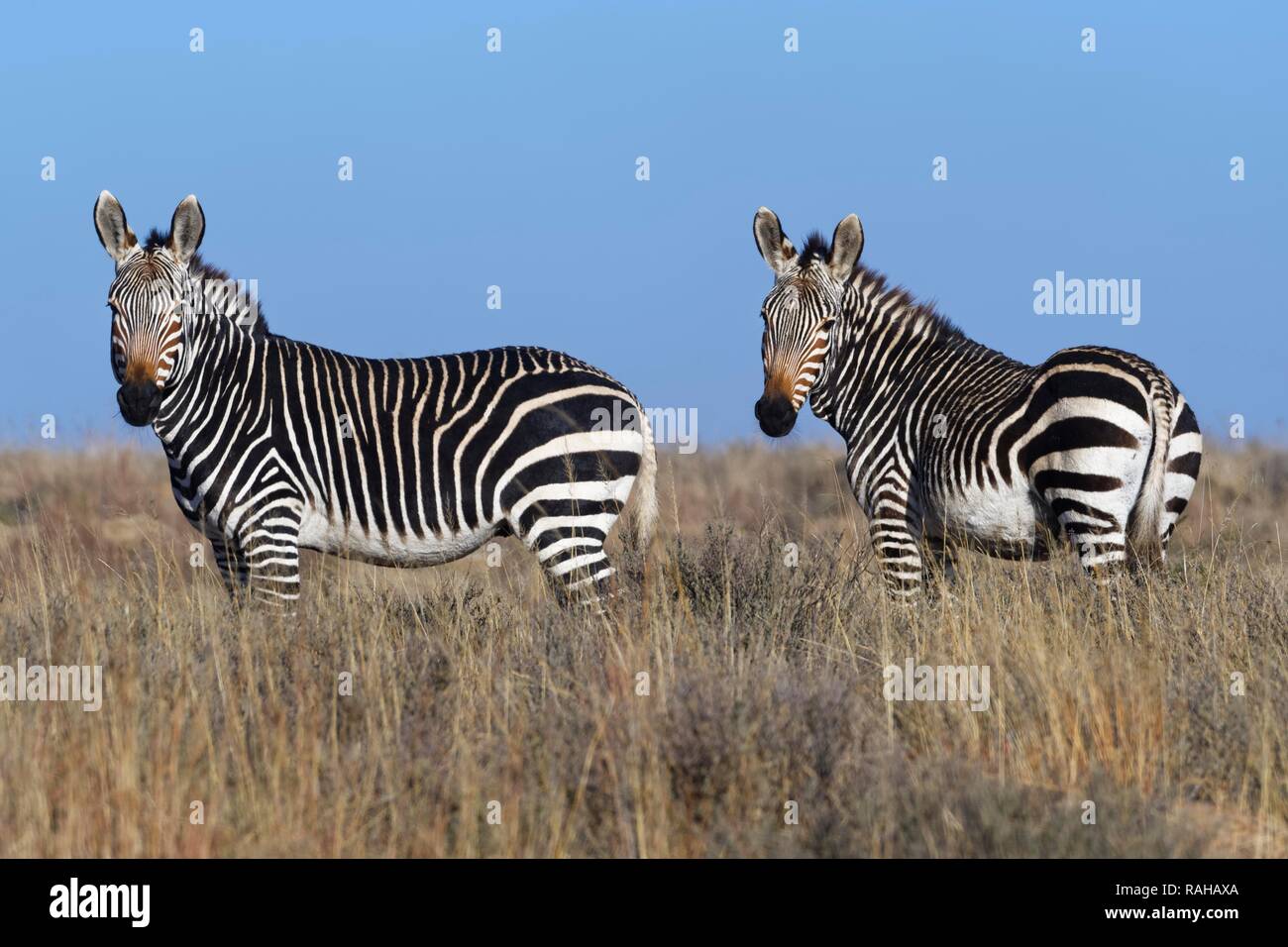 Cape mountain Zebras (Equus zebra Zebra), stehen Erwachsene, die in offenem Grasland, Alert, Mountain Zebra National Park, Eastern Cape Stockfoto