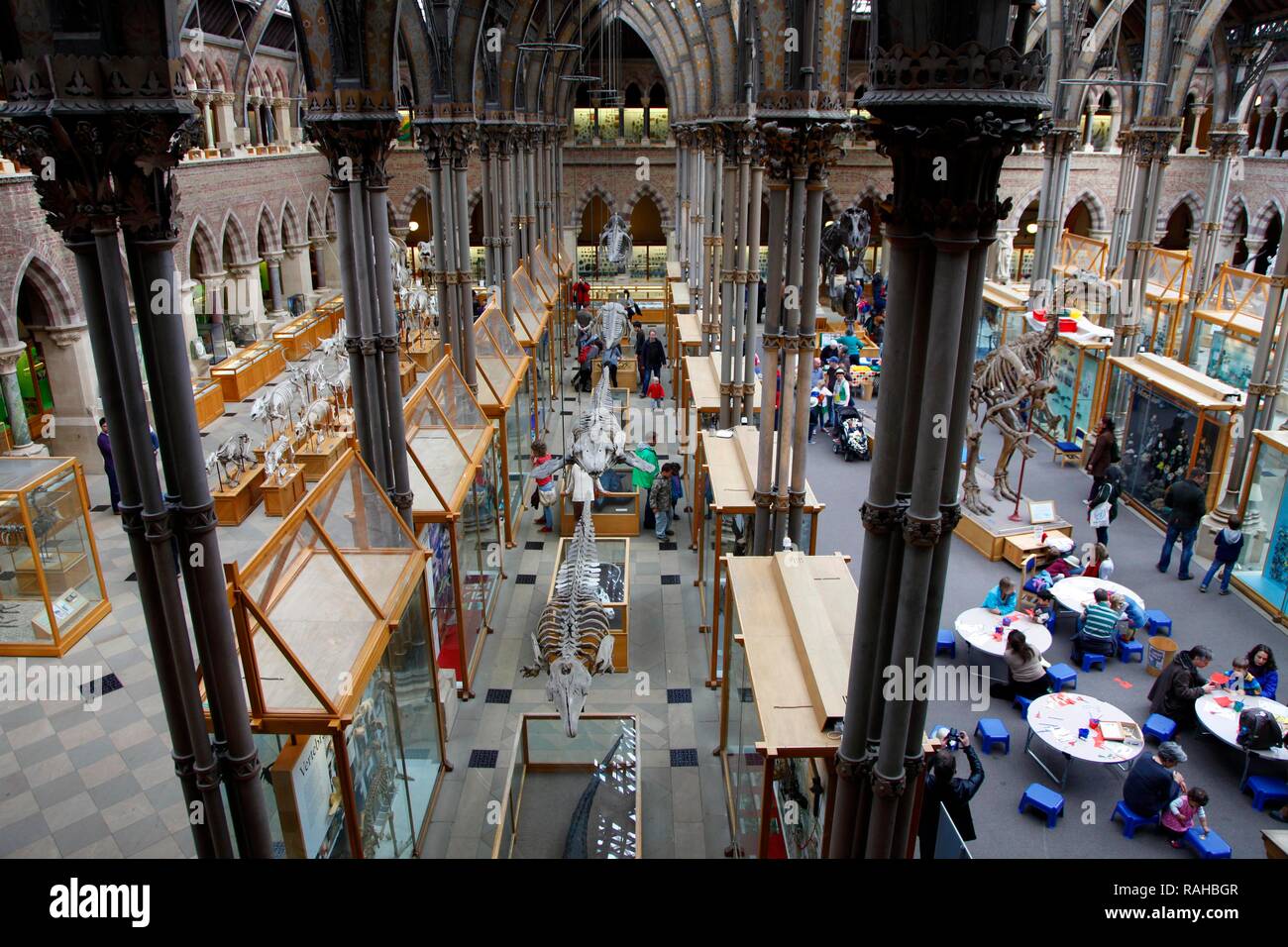 Oxford University Museum of Natural History, Universität Oxford, Oxford, Oxfordshire, England, Vereinigtes Königreich, Europa Stockfoto