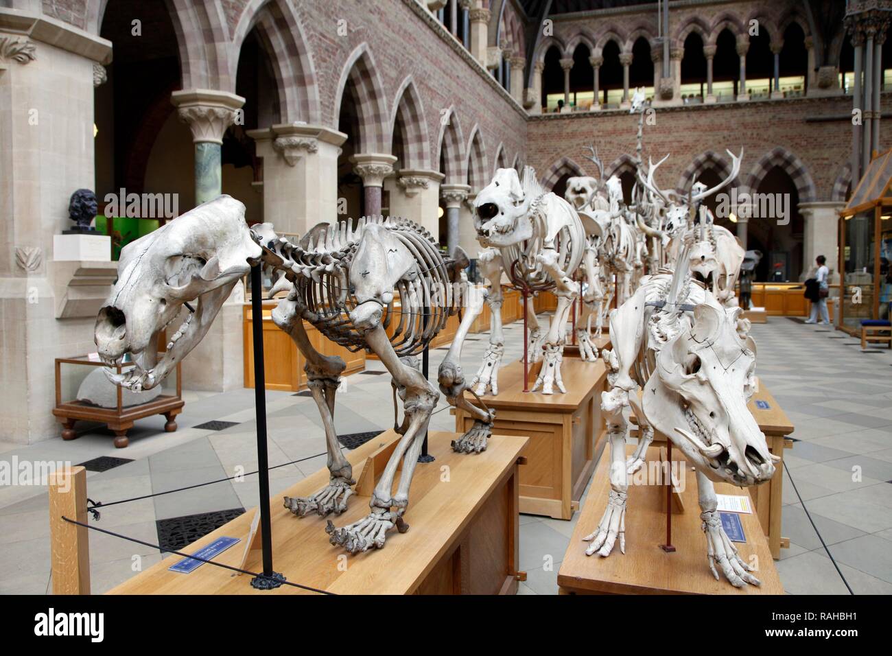 Oxford University Museum of Natural History, Universität Oxford, Oxford, Oxfordshire, England, Vereinigtes Königreich, Europa Stockfoto