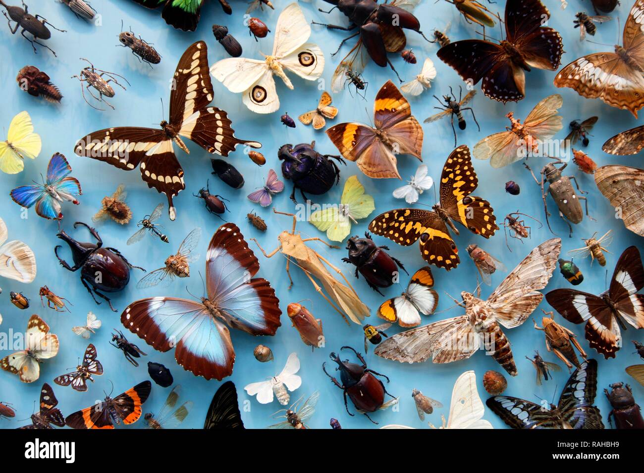 Sammlung von Insekten, Motten, Schmetterlinge und Käfer aus der ganzen Welt, Oxford University Museum of Natural History Stockfoto