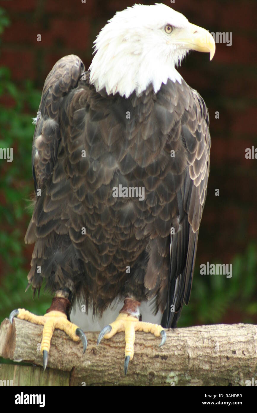 Weißkopf-Seeadler Stockfoto