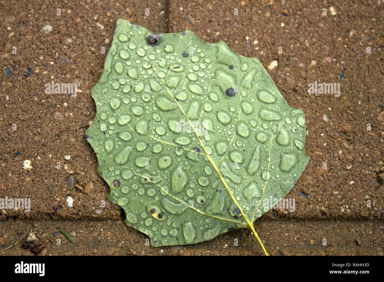 Einen sonnigen Pappel Blatt auf Pflaster Stockfoto