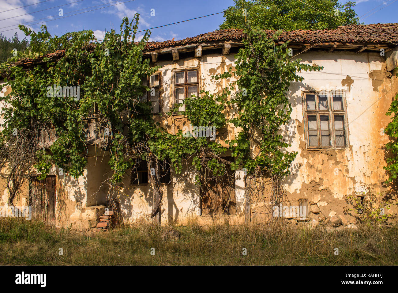 Altes Haus, Weinstock abgedeckt Stockfoto