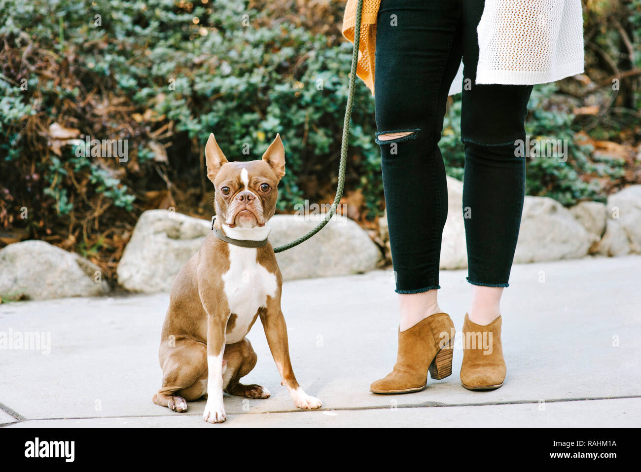 Blick auf Boston Terrier Hund und die untere Hälfte des Körpers Ansehen der Frau, die neben ihrem Hund im Freien Stockfoto