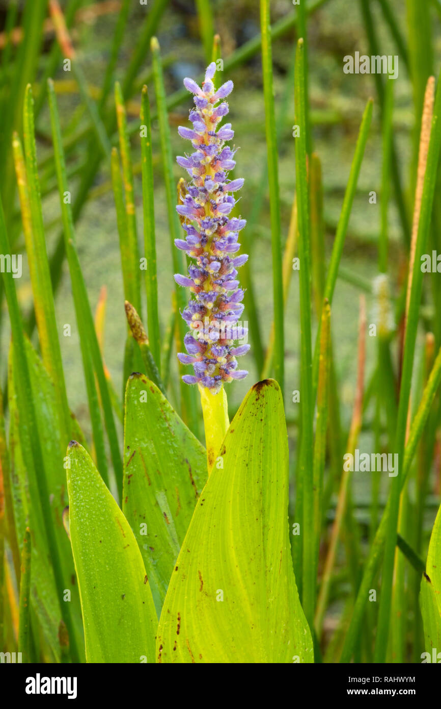 Pickerel Unkraut (Pontederia cordata), ruhigen Gewässern Heiligtum, Wellington, Florida Stockfoto
