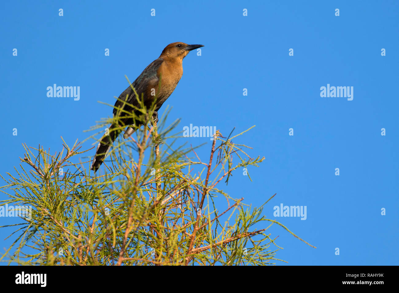 Boot-tailed Grackle (Quiscalus major), ruhigen Gewässern Heiligtum, Wellington, Florida Stockfoto