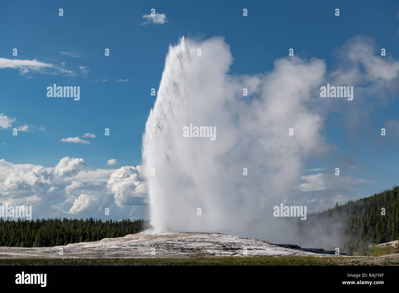 Ausbruch Des Old Faithful Geysir Im Yellowstone National Park Usa